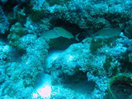 Img 2798-Large